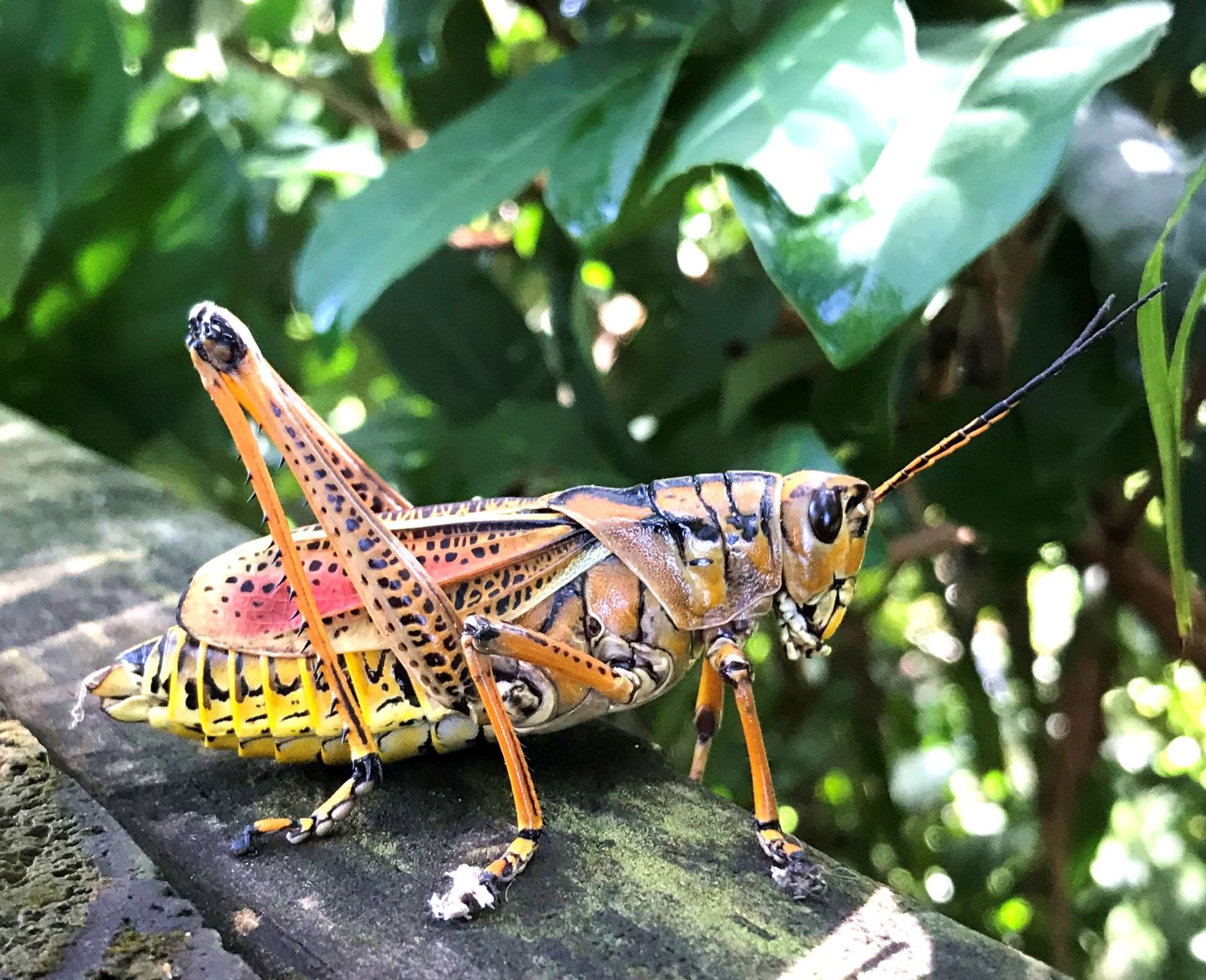 Lubber grasshopper A
